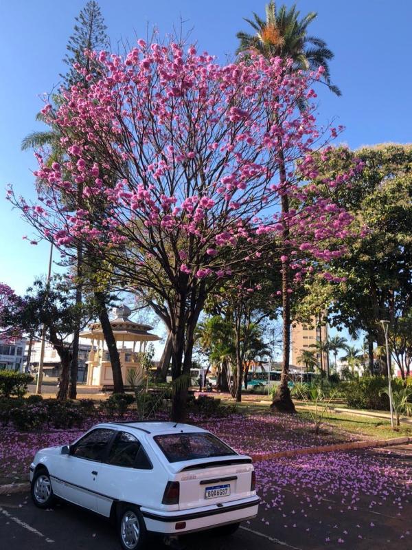 Kadett - Foto #6 do anúncio à venda de Carro clássico